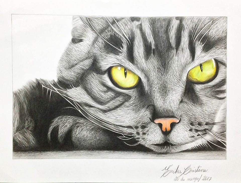 gato.jpg