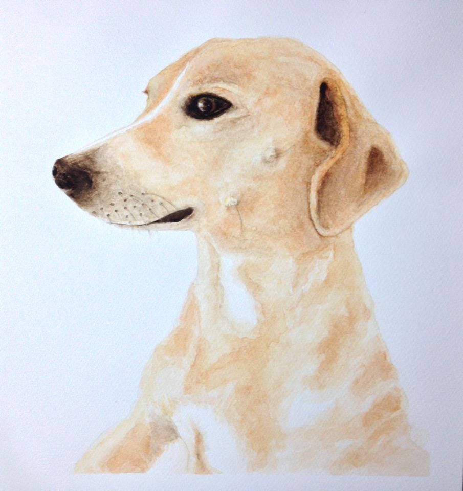 dog 2.jpg